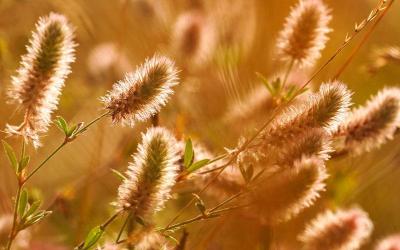 形容不怕冷的成语