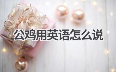 公鸡用英语怎么说