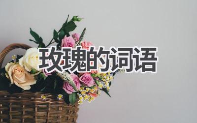 玫瑰的词语