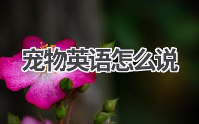 宠物英语怎么说