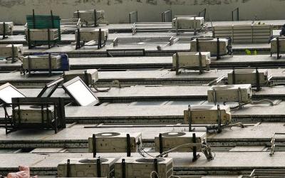 鹦鹉英语怎么读