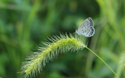 汉堡英语怎么说