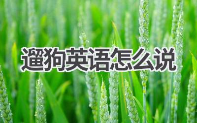 遛狗英语怎么说