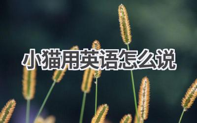 小猫用英语怎么说
