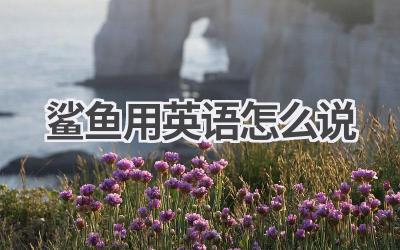 鲨鱼用英语怎么说