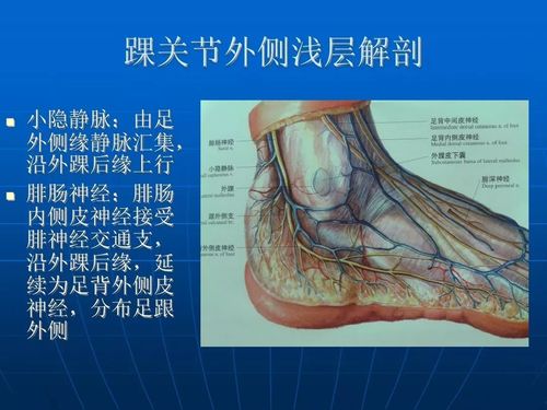 踝关节是哪个部位图片 踝关节在哪个部位图片