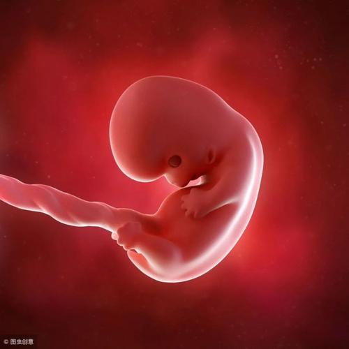 7个月胎儿图片的样子 7个月胎儿图片大全